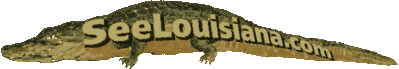 swamp gator